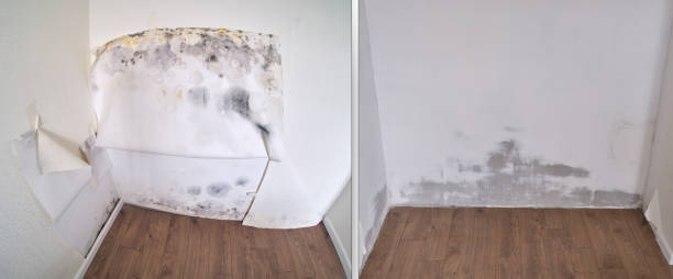 Best Professional Mold Removal  in Fort Mohave, AZ